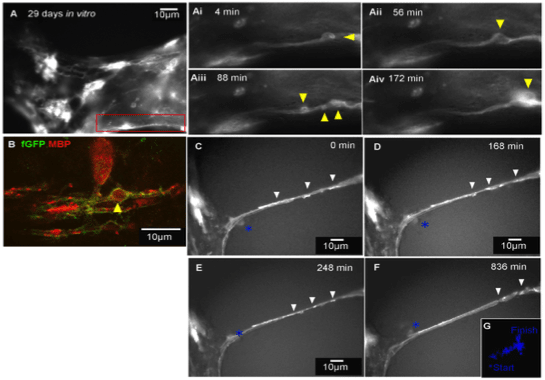 Image thumbnail for Anti-Myelin Basic Protein [MBP40]