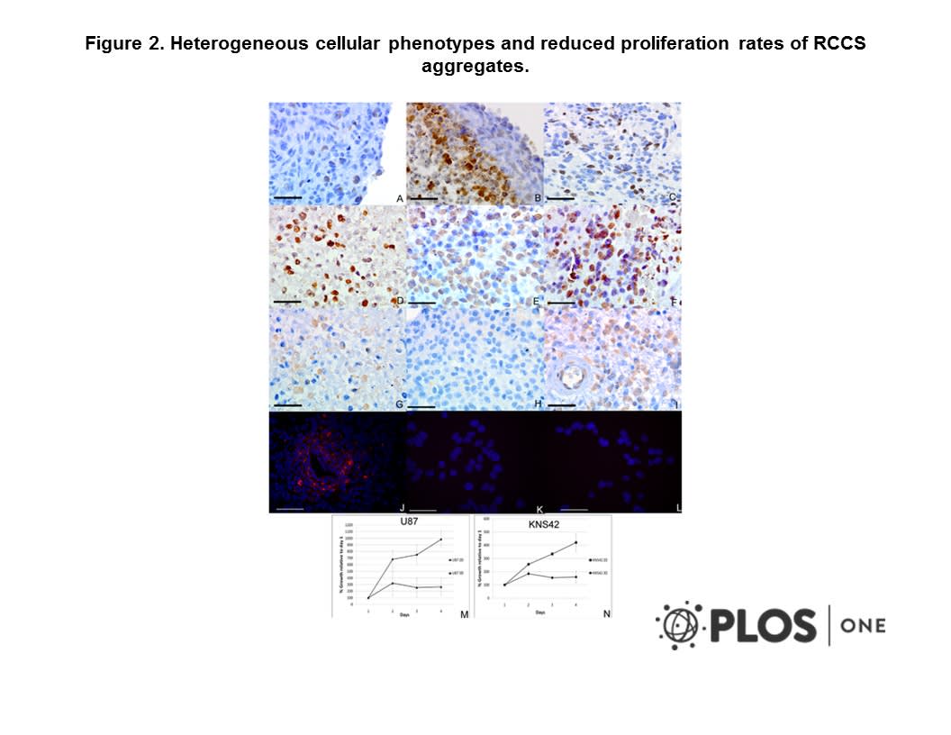 Image thumbnail for Anti-Beta Galactosidase [DC1 4C7]