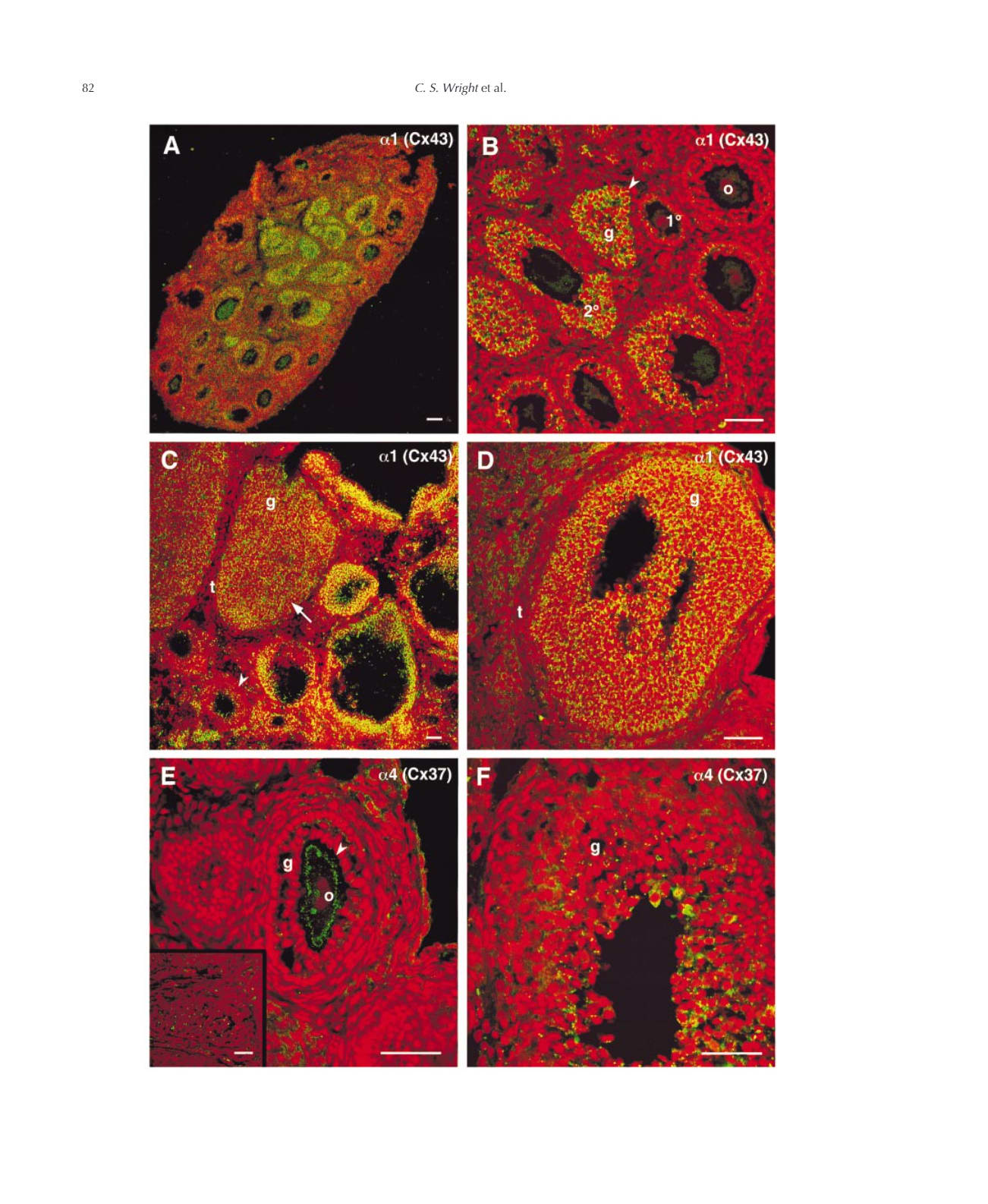 Image thumbnail for Anti-α<sub>1</sub> Connexin [1A]