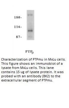 Image thumbnail for Anti-PTPmu [BK2]