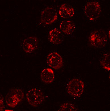 Image thumbnail for Platinum trimethyl Luminophore Small Molecule (Tool Compound)