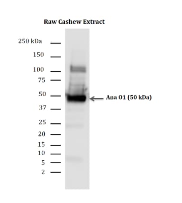 Image thumbnail for Anti-Ana O1 polyclonal antibody (Affinity Purified, Sheep)