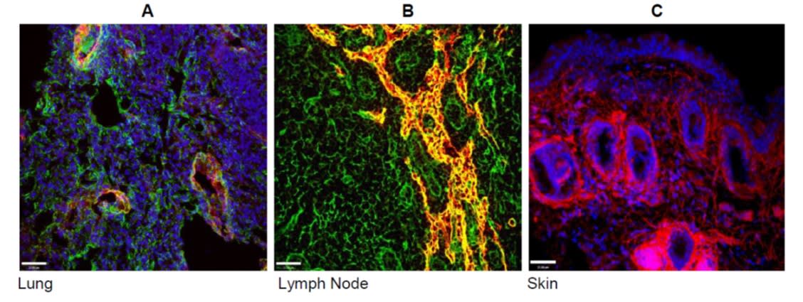 Image thumbnail for Anti-mEMILIN1 [mEMIL] monoclonal antibody