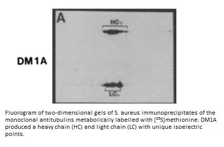 Image thumbnail for Anti-Alpha Tubulin [DM1A]