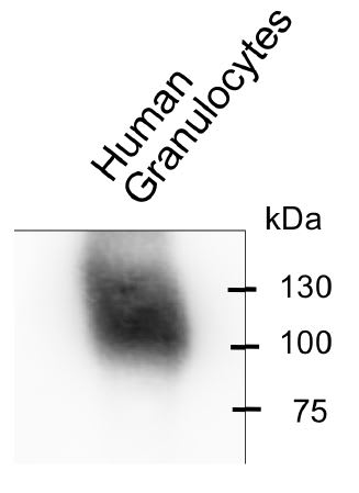 Image thumbnail for Anti-CEACAM8 (CD66b) [6/40c] monoclonal antibody