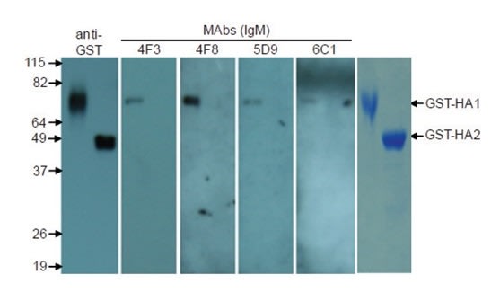 Image thumbnail for Anti HA (H5N1) Hemagglutinin Protein [4F8] Monoclonal Antibody