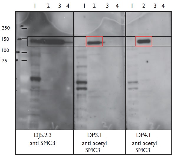 Image thumbnail for Anti-Acetyl SMC3 [DP4.1]