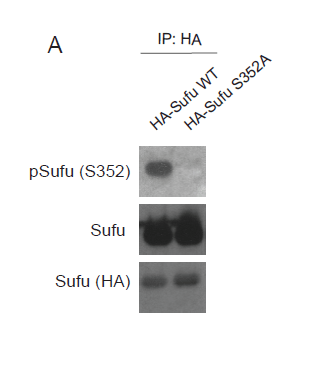 Image thumbnail for Anti-Sufu, Polyclonal