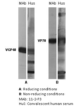 Image thumbnail for Anti-RSV Glycoprotein F [11-2-F3]