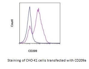 Image thumbnail for Anti-DC-SIGN CD209a