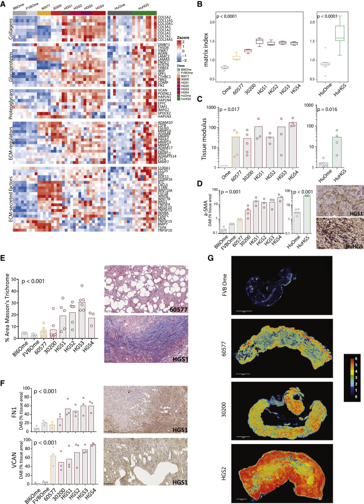 Image thumbnail for HGS2 cell line