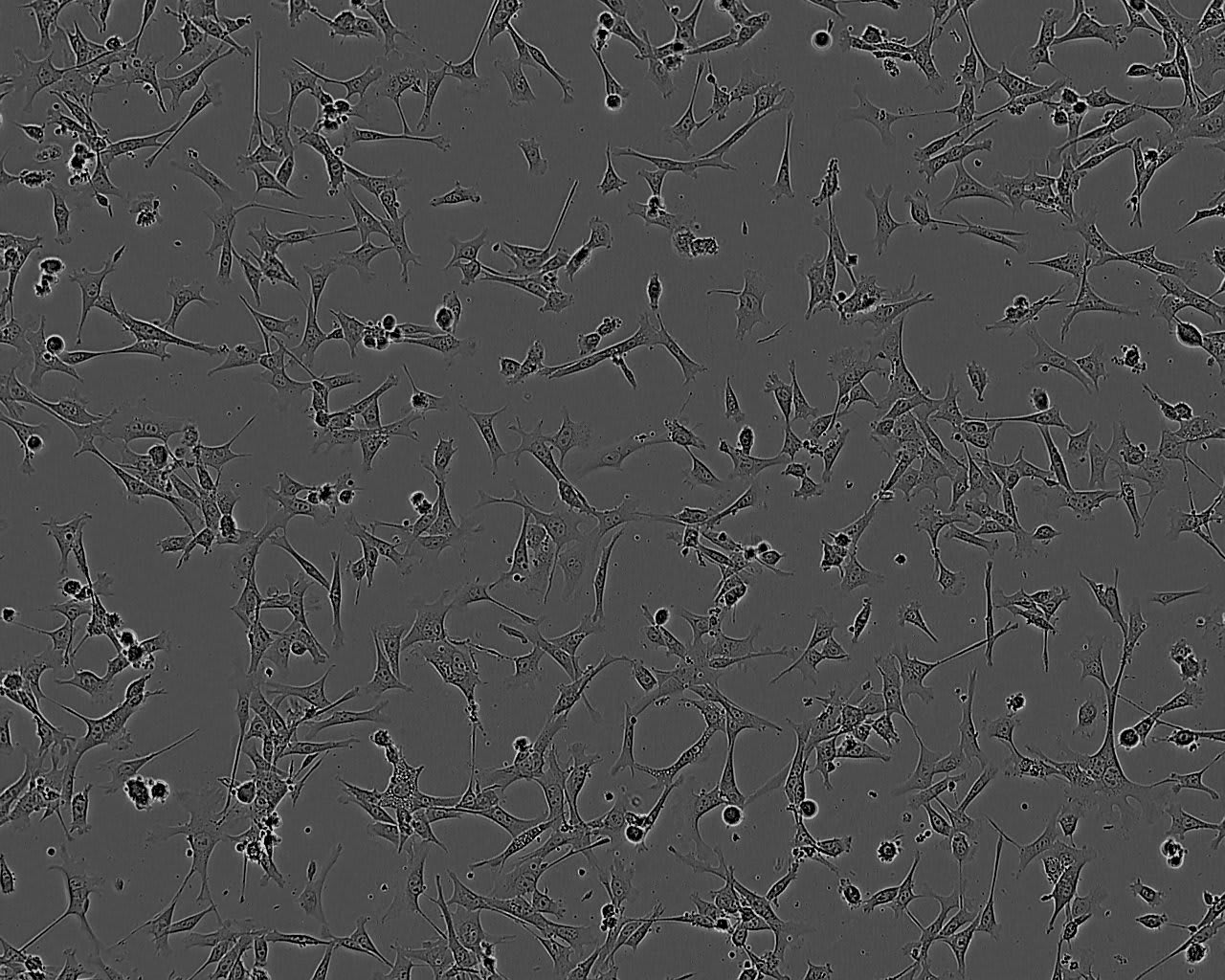 Image thumbnail for MEF Trex1 KO Cell Line