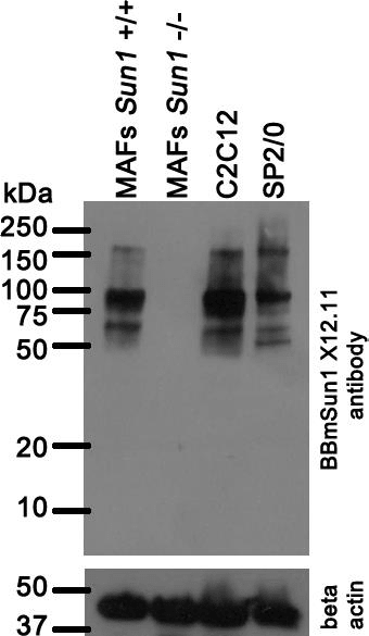 Image thumbnail for Anti-Sun1 [BBmSun1 X12.11] monoclonal antibody