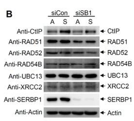 Image thumbnail for Anti-Rad52, Polyclonal [FBE3]