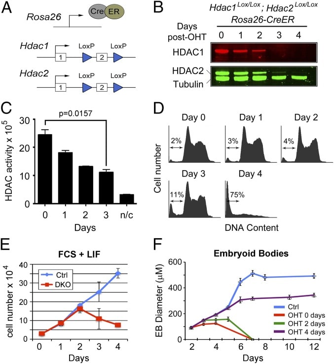 Image thumbnail for Histone deacetylase 1/2 (HDAC 1/2) double knockout mouse embryonic stem cell line