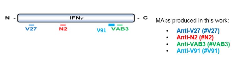 Image thumbnail for Anti-IFN-γ [V91P1H8*D10]
