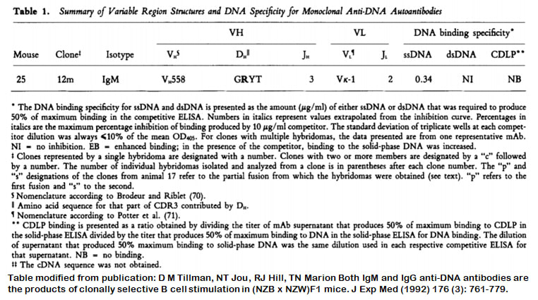 Image thumbnail for Anti-DNA [m25-12m] monoclonal antibody