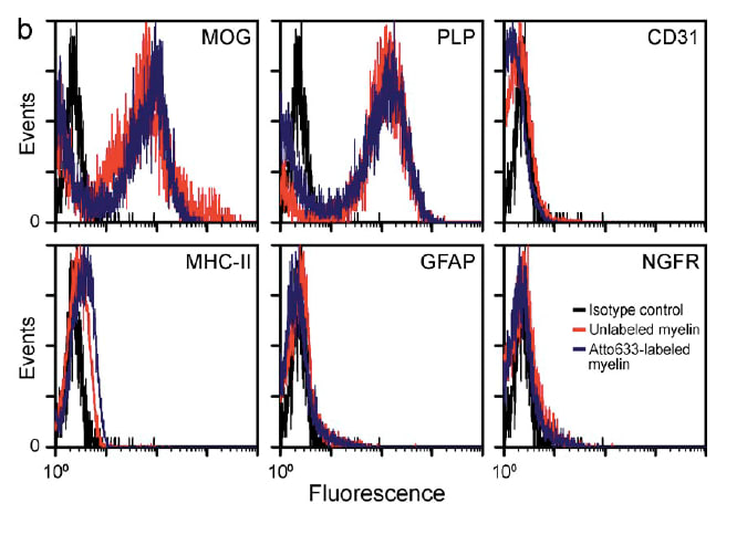 Image thumbnail for Anti-Proteolipid protein [PLPC1]