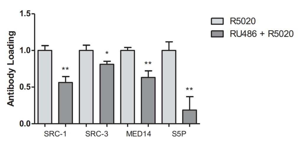 Image thumbnail for Anti-Phospho RNA polII (Ser5) [CTD 8A7]