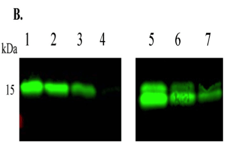 Image thumbnail for Anti-Growth Differentiation Factor 9B [28A]