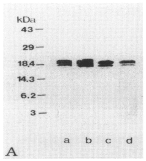 Image thumbnail for Anti-Myelin Basic Protein (region 36-50) [MBP14]