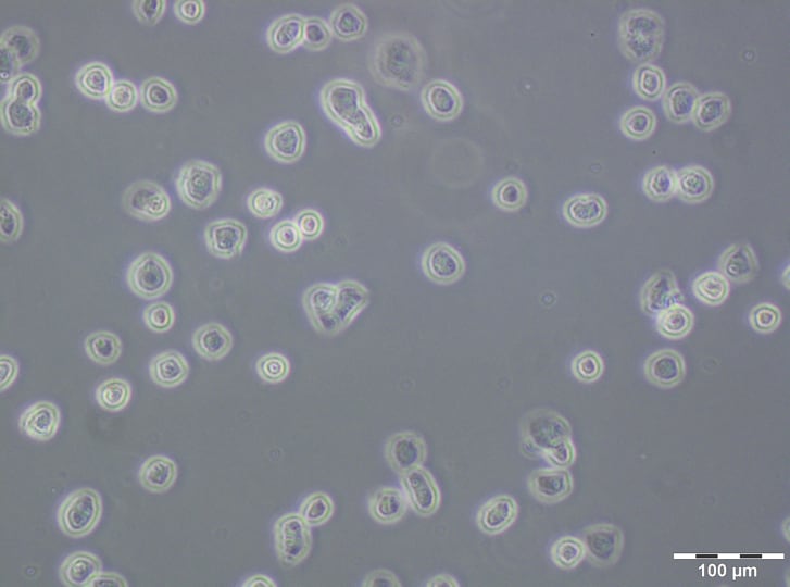 Image thumbnail for A2780  PTX(64) resistant cell line