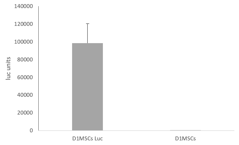 Image thumbnail for Luciferase-expressing D1-MSC cell line