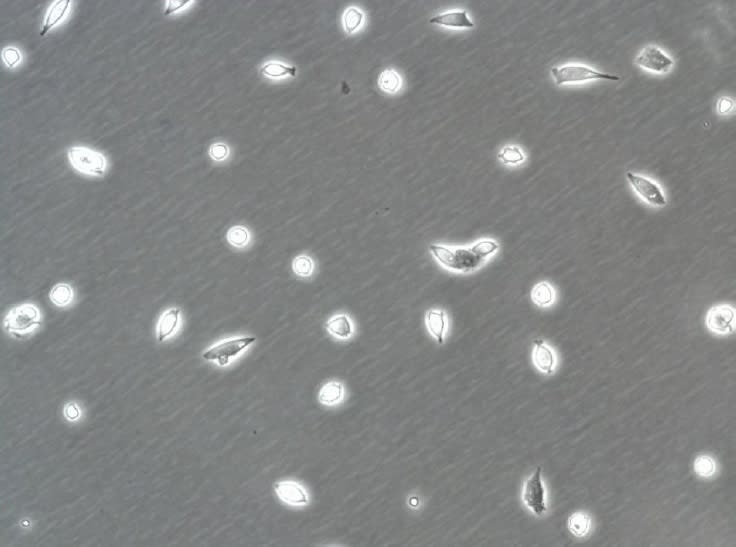 Image thumbnail for A2780cis Cell Line