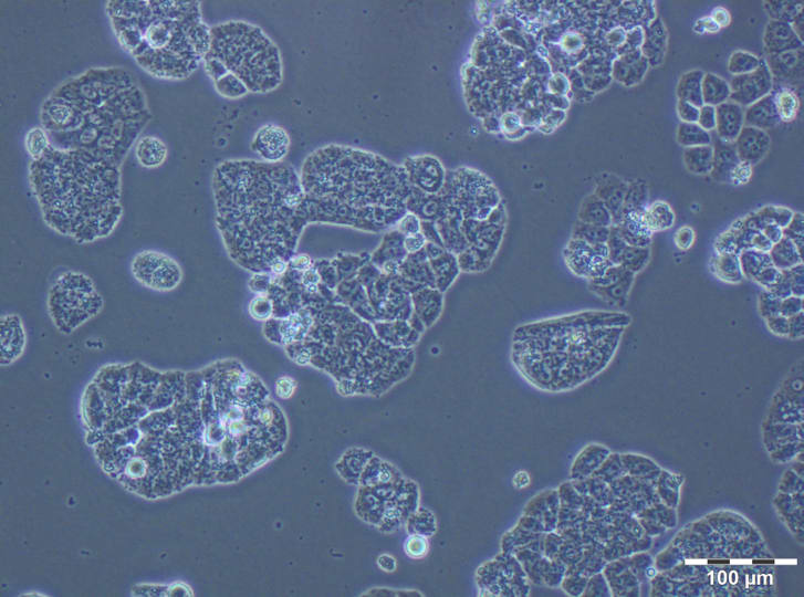 Image thumbnail for A2780  PTX(128) resistant cell line