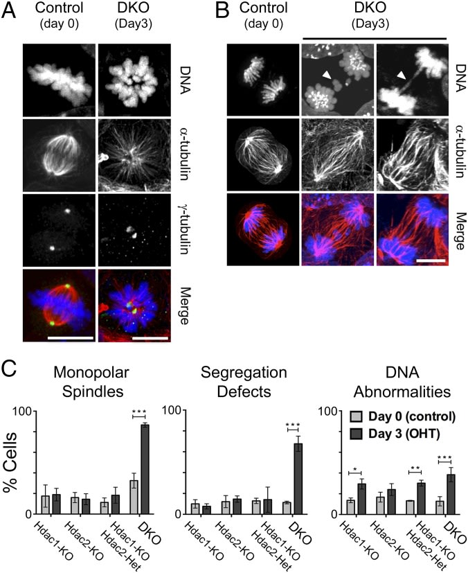 Image thumbnail for Histone deacetylase 1/2 (HDAC 1/2) double knockout mouse embryonic stem cell line