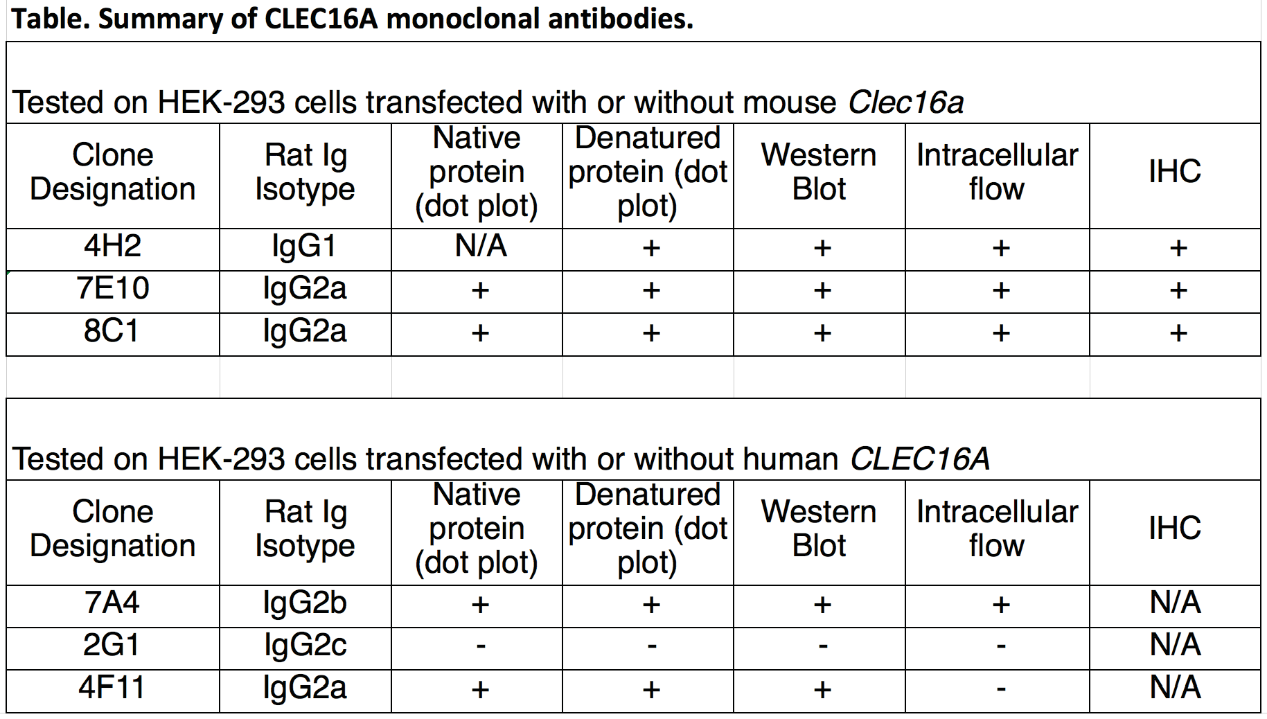 Image thumbnail for Anti-CLEC16A [8C1] monoclonal antibody