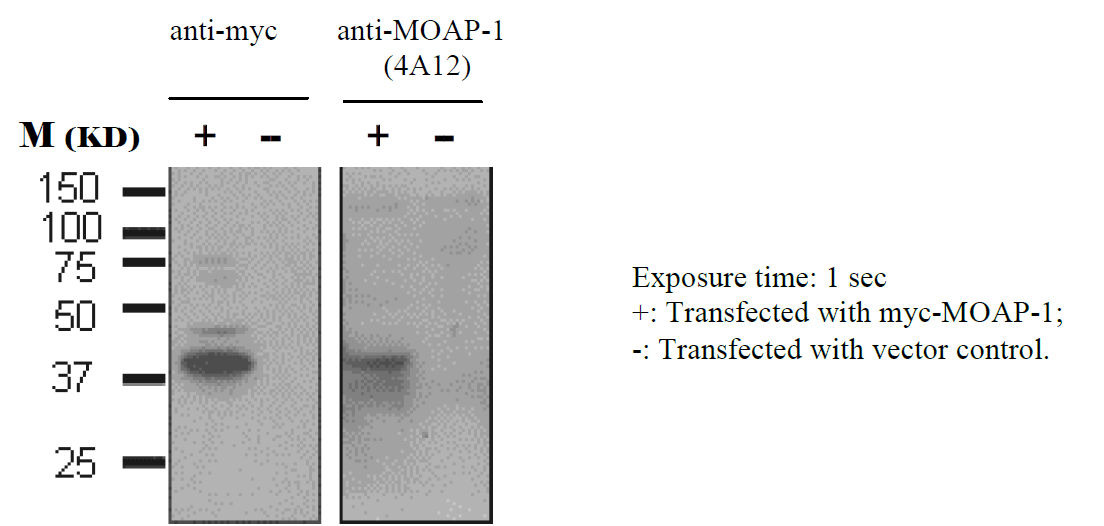 Image thumbnail for Anti-MOAP-1 [4A12]