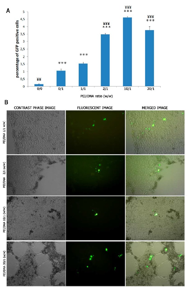 Image thumbnail for GFP-expressing D1-MSC cell line