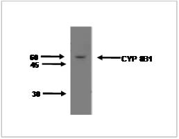 Image thumbnail for Anti-Cytochrome P450 8B1 [M15-P3B7]