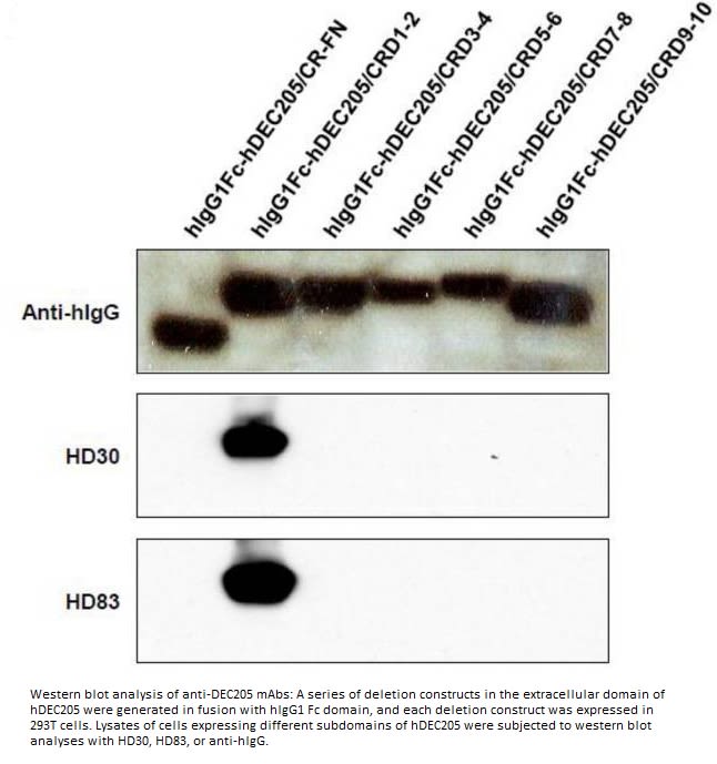 Image thumbnail for Anti-hDEC205