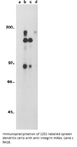 Image thumbnail for Anti-CD11c [N418]