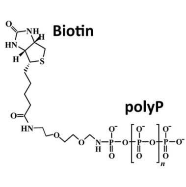 Image thumbnail for Biotinylated long chain polyphosphate small molecule (tool compound)