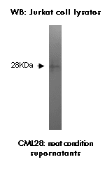 Image thumbnail for Anti-CML28 [V80P1C10*C]