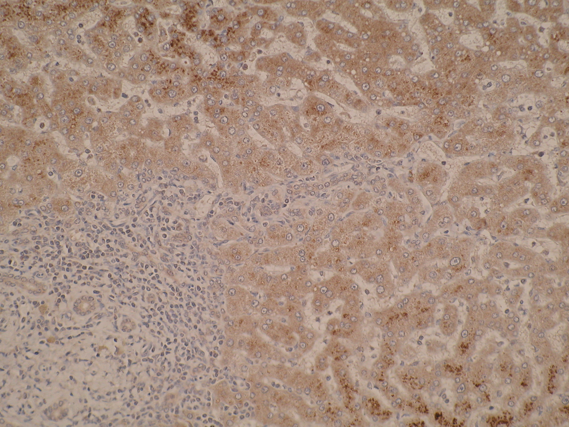 Image thumbnail for Anti-Cytochrome P450 51A1 [N6-P2H5*G8]