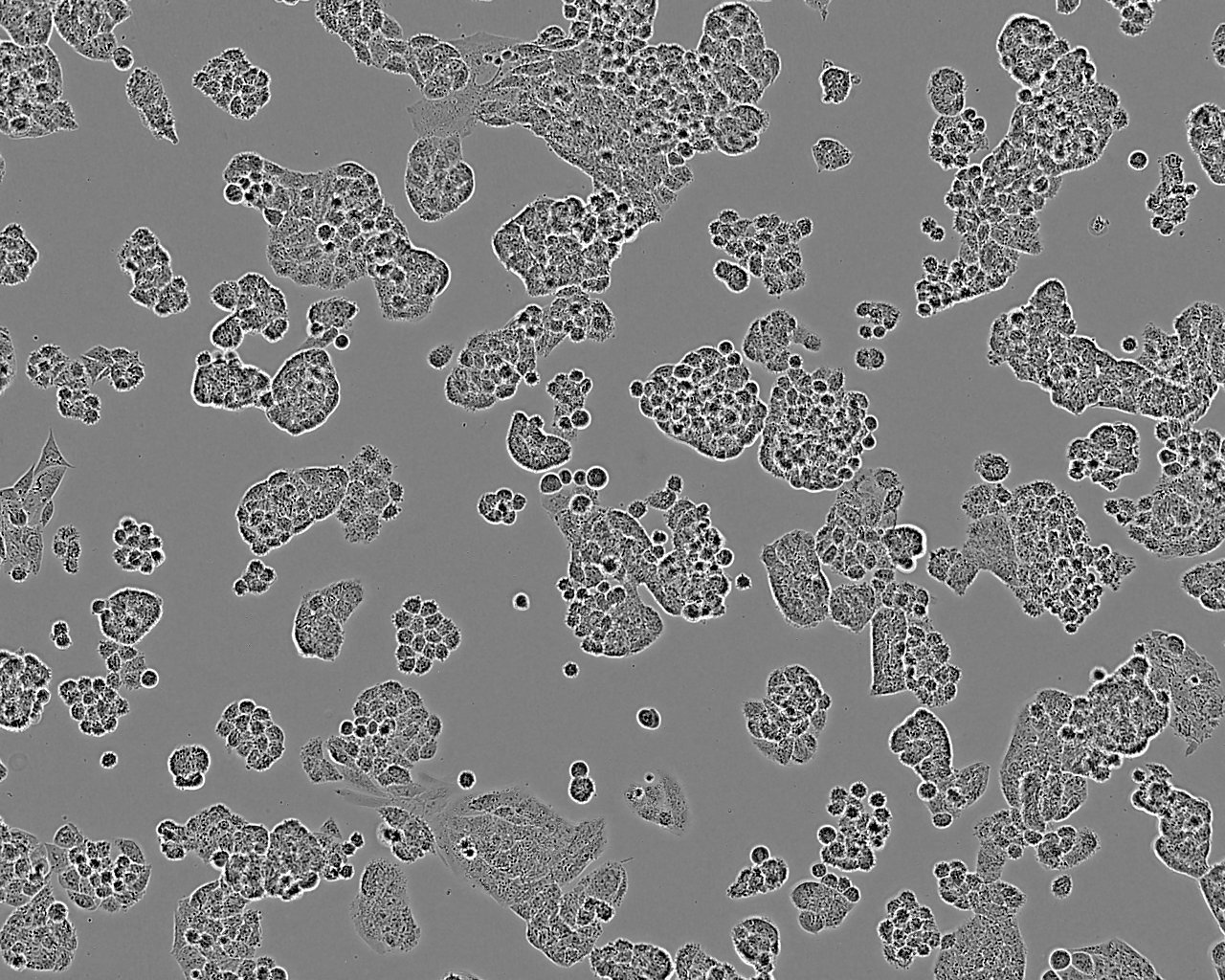 A2780 Cell Line | Cell Lines - Ximbio