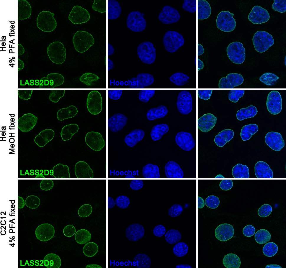 Anti Lamin A C Lass2d9 Monoclonal Antibodies Ximbio