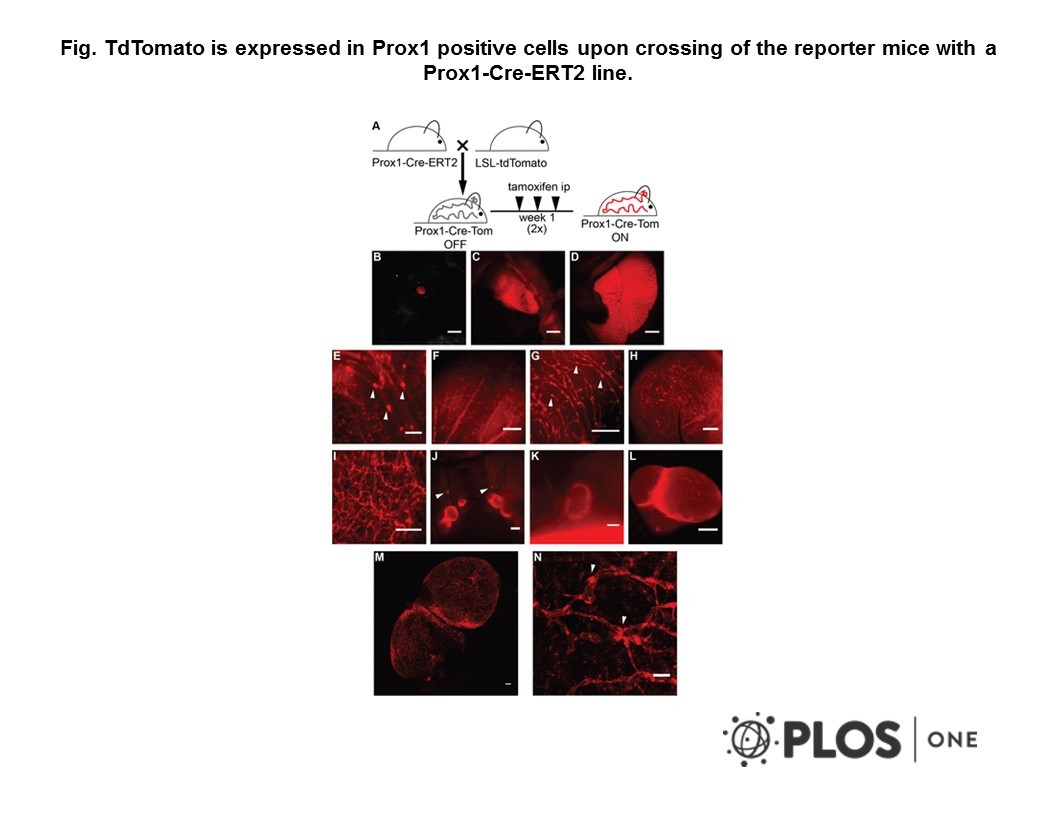 Prox1creert2 Mouse Mouse Models Ximbio