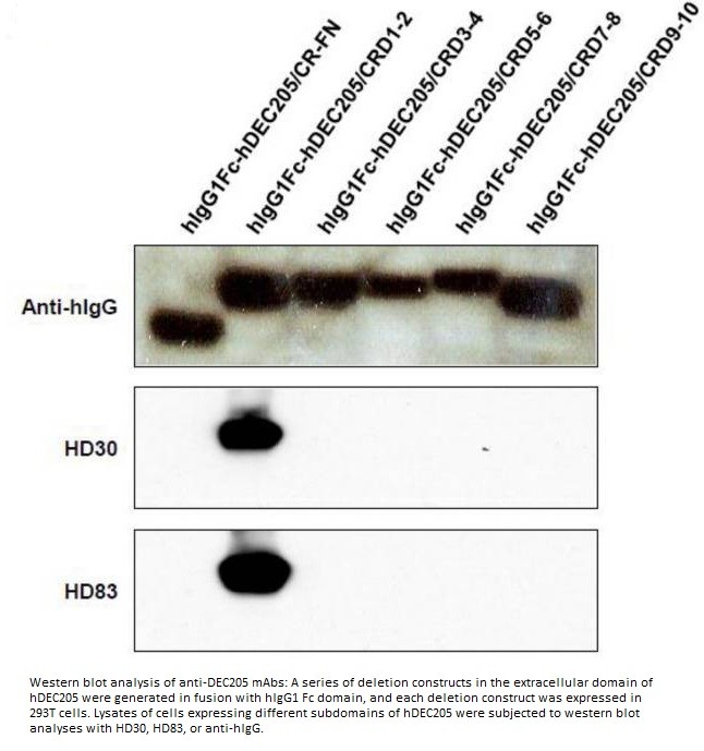 Anti Hdec205 Monoclonal Antibodies Ximbio