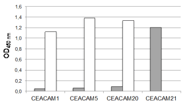 Indirect Enzyme-Linked Immunosorbent Assay (ELISA):
Indicated antigens were coated onto wells. After blocking with 2% BSA/PBS anti CEACAM21 mAb1E4 (5 µg/ml; grey bars) or a positive control mAb (white bars) was incubated with the antigens. After washing HRP-coupled goat anti mouse antibody was incubated and visualized by TMB detection. 