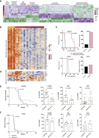 Figure 6. 
Therapeutic Vulnerabilities of HGSOC Models

(A) Single-sample gene set enrichment analysis (GSEA) was performed for the murine HGSOC transcriptomes. Heatmap illustrates pathway scores with distinct expression patterns in 30200, 60577, HGS tumors, and normal omenta (FDR < 0.05). 30200, HGS2, and HGS3, n = 4; 60577 and HGS4, n = 5; HGS1, n = 3; FVBOme, n = 4; Bl6Ome, n = 5.

(B) Heatmap of REACTOME DNA replication pathway genes across the murine tumors.

(C) Response of mice injected with 60577 or HGS2 to three cycles of chemotherapy (carboplatin 20 mg/kg, once per week). Survival curve and median survival are shown (n = 5 mice per group). The log rank p value is depicted on the survival curves. The start of the treatment is indicated by the red arrow.

(D) Heatmap of BIOCARTA IL-6 pathway genes across the murine tumors.

(E and F) Mice injected with 30200 (E) or HGS2 (F) were treated with isotype control or anti-IL-6 i.p. 2 mg/kg twice weekly starting 10 (30200) or 7 (HGS2) weeks after cell injection until endpoint. The log rank p value is depicted on the survival curves (for 30200, ncontrol = 16 and ntreated = 11; for HGS2, ncontrol = 11 and ntreated = 12). Analysis of the immune infiltrate was performed by flow cytometry on a different set of mice and Student’s t test value is depicted on the bar plots. Each dot represents a tumor from an individual mouse. For 30200, two experiments pooled together are shown.
