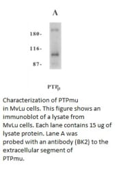 Image for Anti-PTPmu [BK2]