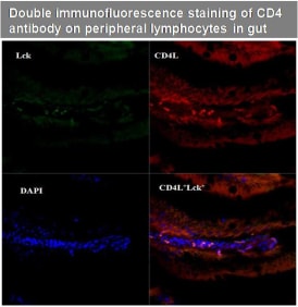 Double immunofluorescence staining of CD4 using Anti-CD4 polyclonal antibody on peripheral lymphocytes in gut
