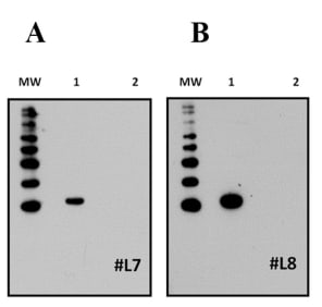 Immunodetection of native IL-22 production within gill tissues after challenging with the bacterial fish pathogen Yersinia ruckeri. A: Relative expression of IL-22 in fish gill tissues as determined by qPCR. B: Immunodetection of IL-22 protein in the gill after purifying protein samples from Tri® Reagent. M: Molecular weight marker; +: Recombinant IL-22; -: Recombinant IL-2B.  Fish number 1 exhibited low levels of IL-22 gene expression (A) and did not display detectable levels of IL-22 protein (B). Conversely, fish number 2 showed high levels of IL-22 gene expression (A) and produced detectable amounts of IL-22 protein (B). The MHC Class II antibody was used as a protein quality/loading control.  