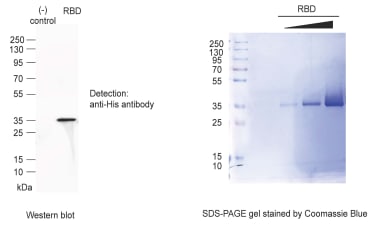 Image for SARS-CoV-2 RBD fragment cell line