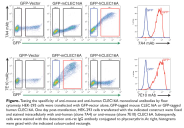 Image for Anti-CLEC16A [7A4] monoclonal antibody